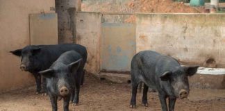Formentera posa en marxa una campanya per analitzar la carn de matances domiciliàries i controlar la triquinosi