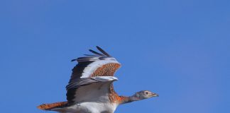 Avistado por primera vez un pioc salvatge en Formentera
