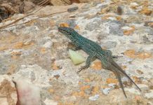 La población de sargantana pitiusa de la Reserva Natural de Es Vedrà se encuentra en excelente estado de conservación