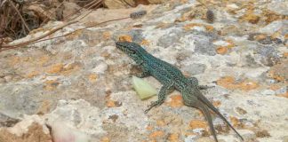 La población de sargantana pitiusa de la Reserva Natural de Es Vedrà se encuentra en excelente estado de conservación
