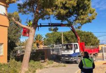 El Consell realiza trabajos de poda y mantenimiento de jardinería en la zona escolar de Sant Francesc