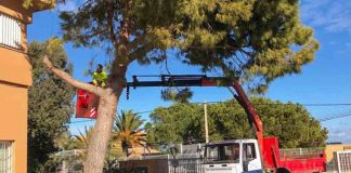 El Consell realiza trabajos de poda y mantenimiento de jardinería en la zona escolar de Sant Francesc