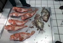 Pesca impone sanciones graves por pescar en diferentes Reservas Marinas de las Islas Baleares