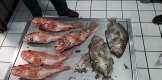 Pesca impone sanciones graves por pescar en diferentes Reservas Marinas de las Islas Baleares