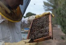 El Govern convoca a la Mesa Apícola para seguir avanzando en la mejora del sector y fortalecer su papel clave para la biodiversidad