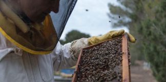El Govern convoca a la Mesa Apícola para seguir avanzando en la mejora del sector y fortalecer su papel clave para la biodiversidad