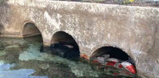 El Consell controla los niveles de entrada y salida de agua en el Estany Pudent