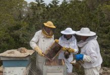 Cuatro cursos gratuitos de formación agraria