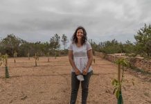 Aguacates de Formentera