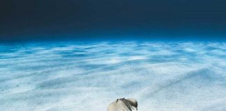 El poder de las imágenes para conservar el mar