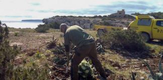 La campaña de control de especies invasoras en Formentera ya ha permitido eliminar 8 toneladas de plantas alóctonas