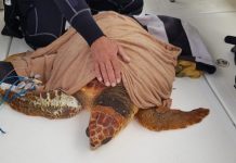 Medio Ambiente recuerda que todo avistamiento de tortuga marina con dificultades para sobrevivir debe ser comunicado al 112 Tortuga rescatada (2)