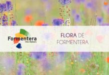 Formentera crea un catálogo de flora de la isla para los amantes de la naturaleza