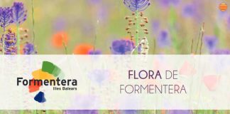 Formentera crea un catálogo de flora de la isla para los amantes de la naturaleza