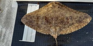 El registro de datos de peces raros (DAPERA) de Baleares recibe una cincuentena de nuevas aportaciones en 2021