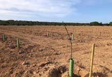 La Cooperativa del Camp espera cosechar los primeros higos de la Plantación de Can Marroig el próximo mes de junio Plantación de higueras en Can Marroig