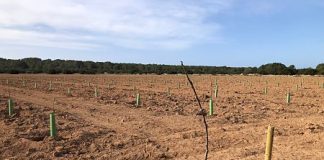 La Cooperativa del Camp espera cosechar los primeros higos de la Plantación de Can Marroig el próximo mes de junio Plantación de higueras en Can Marroig