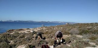 Se eliminan cuatro toneladas de plantas alóctonas en el Parc Natural de Ses Salines de Formentera Limpieza de especies invasoras