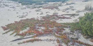 El Plan de erradicación del Carpobrotus en Formentera ya ha retirado 3,5 toneladas de la especie invasora Campaña retirada de Carpobrotus