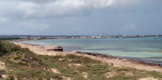 Sa Unió de Formentera exige la urgente limpieza de playas y retirada de posidonia Zona Cavall den Borras