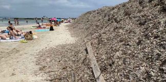 Sa Unió pide iniciar la retirada de la posidonia muerta de las playas Restos de posidonia sobre la arena en Illetes