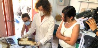 El Archivo del Consell trabaja en la conservación de los expedientes de Urbanismo quemados en 1999 Trabajos de recuperación de expedientes quemados en el Archivo del Consell Insular