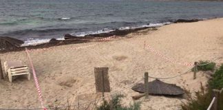 Activado el protocolo de actuación ante el avistamiento de una tortuga en la playa de Migjorn Protocolo avistamiento tortuga en la playa de Migjorn