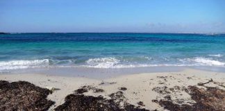 Medio Ambiente se adhiere a una campaña europea de fomento de los valores naturales de las playas con posidonia Playa con restos de posidonia