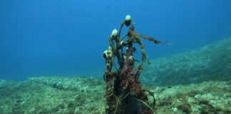El sector pesquero profesional impulsa un protocolo para la localización y gestión de redes perdidas Restos redes de pesca
