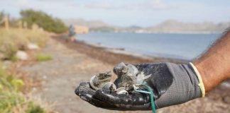 Baleares participará en un coloquio internacional sobre la proliferación de plásticos en el Mediterráneo Restos de plásticos encontrados en las playas de Baleares
