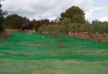 Formentera abre el proceso de licitación para adquirir la maquinaria necesaria para poner en marcha la almazara de aceite Campaña recogida de olivas 2022