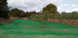 Formentera abre el proceso de licitación para adquirir la maquinaria necesaria para poner en marcha la almazara de aceite Campaña recogida de olivas 2022