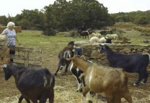 “El valor de los trabajos invisibles de las mujeres en la Formentera del siglo XX”, proyecto de investigación ganador de la primera beca de Igualdad del Consell