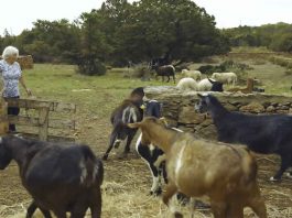 “El valor de los trabajos invisibles de las mujeres en la Formentera del siglo XX”, proyecto de investigación ganador de la primera beca de Igualdad del Consell
