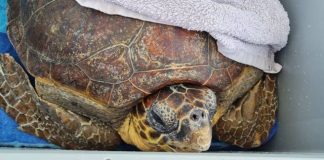 El 75% de las tortugas rescatadas este año en Baleares estaban enmalladas con plásticos Tortuga rescatada