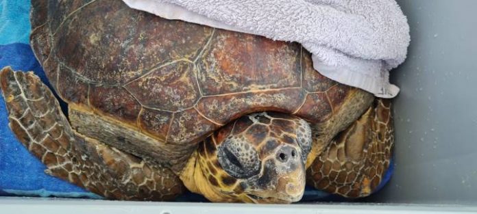 Tortuga rescatada