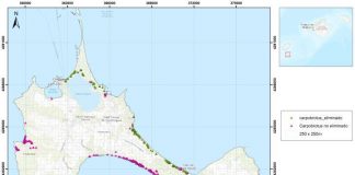 El COFIB retoma el proyecto de erradicación del Carpobrutus en Formentera Mapa carpobrotus