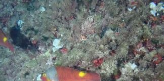 El registro de datos de peces raros (DAPERA) recibió más de 50 aportaciones durante el 2022 Lloro verd