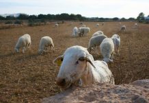 El Consell de Formentera destinará 15.000 euros para la alimentación del ganado ovino y caprino de la isla Ejemplares ganado ovino en Formentera