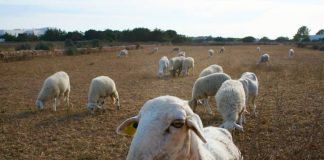 El Consell de Formentera destinará 15.000 euros para la alimentación del ganado ovino y caprino de la isla Ejemplares ganado ovino en Formentera