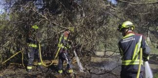 Incendio forestal de 30 m2 en el pinar de ses Bardetes