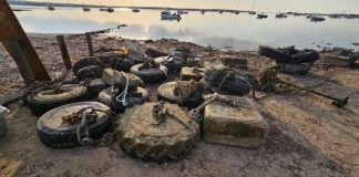 Retirados cerca de 1.600 muertos en las tareas de limpieza de s’Estany des Peix Retirada de muertos en s'Estany des Peix