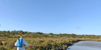 El Consell Insular de Formentera encarga a TRAGSA la campaña contra los mosquitos de este año Campaña control mosquitos 2023