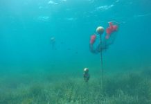 El COFIB triplicará las estaciones de busca de larvas de nacra para contribuir a la conservación de una especie en peligro crítico de extinción Estación de control larvas de nacra