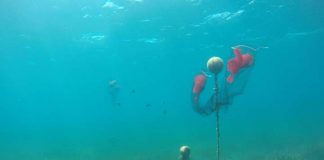 El COFIB triplicará las estaciones de busca de larvas de nacra para contribuir a la conservación de una especie en peligro crítico de extinción Estación de control larvas de nacra