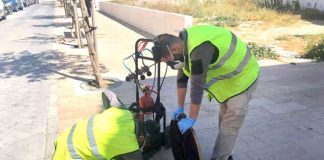Tratamiento contra las cucarachas en los núcleos urbanos de Formentera tRATAMIENTO CUCARACHAS
