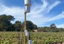 Formentera crea un servicio de avisos fitosanitarios y de riego para los socios de la Cooperativa del Camp Estación instalada en es Cap