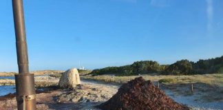 El Consell ofrece la posidonia retirada de las playas Retirada de posidonia en la playa de Illetes