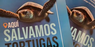 El Consell de Formentera se suma a la campaña de la Fundación Oceanográfico para salvar a las tortugas marinas Campaña rescate tortugas marinas