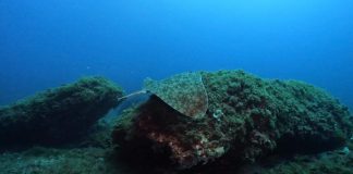 La Conselleria balear de Agricultura, Pesca y Medio Natural edita el Quadern de Natura núm. 35 «DAPERA. Dades de peixos rars de les Illes Balears» Mantelina
